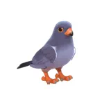 アカアシチョウゲンボウ