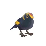 フウチョウモドキ