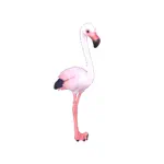 オオフラミンゴ