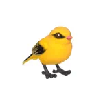 ニシコウライウグイス