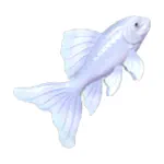 バタフライコイ