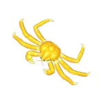黄金タラバガニ
