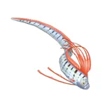 リュウグウノツカイ