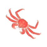 タラバガニ