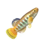 アプロケイルス