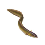 ヨーロッパウナギ