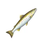 ホワイトフィッシュ