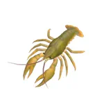 北欧アカザエビ