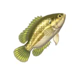 マッドサンフィッシュ