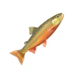 ホッキョクイワナ