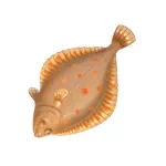 ヨーロッパヒラメ