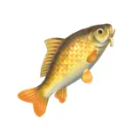 ヨーロッパコイ