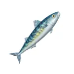 タイセイヨウサバ