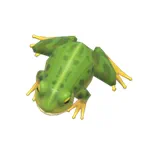 ヨーロッパトノサマガエル