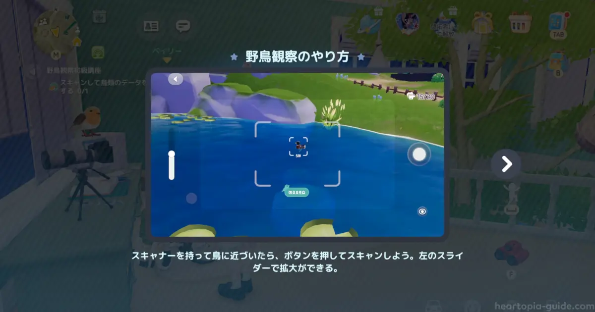 野鳥観察のコツ