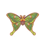 イザベラミズアオ