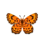 ツマグロヒョウモン