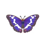 イリスコムラサキ