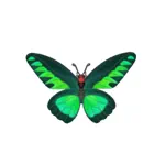 アカエリトリバネアゲハ