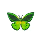 オオミドリトリバネアゲハ