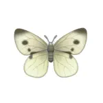 モンシロチョウ