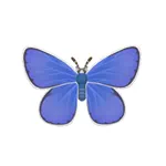 イカルスヒメシジミ