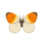 クモマツマキチョウ