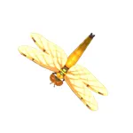 ヨツボシトンボ