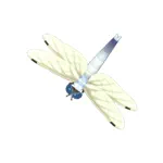 シオカラトンボ