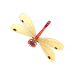 アカイトトンボ