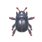 ミノタウロスコガネ