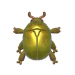 ゴールドジュエルコガネ