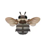 シロマダラオバチ