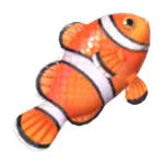 カクレクマノミ