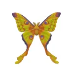 マダガスカルムーンモス